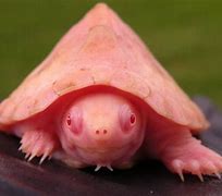 Image result for Rarest Amphibian in the World