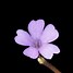 Résultat d’images pour Primula marginata Doctor Jenkins