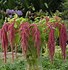 Bildergebnis für Alcea ficifolia antwerp mix