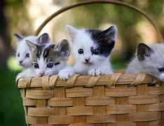 Image result for Film Set Dressing Kittens in Basket