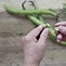 Image result for Green Bean Pod