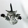 Image result for Funny Cat Desktop Wallpaper