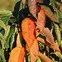 Image result for Prunus avium Sylvia