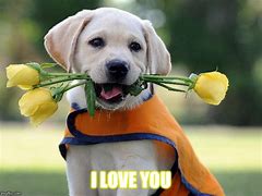 Image result for Love You Dog Meme