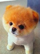 Image result for Top 10 Cutest Dogs in the World