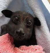 Image result for Baby Bat Sitting Rescued Nest