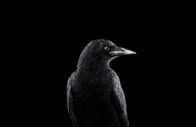 Image result for Black Raven Wallpaper