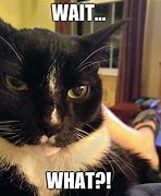 Image result for Cat Meme Saying No