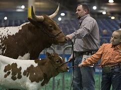 Image result for Delectus Bull's Eye Red Houston Livestock Show Rodeo