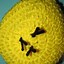 Image result for Despicable Me Minion Hat Crochet Pattern
