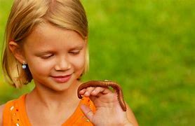 Image result for Pet Insects