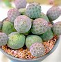 Image result for Cactus Plant Identification