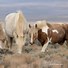 Image result for Red Desert Wyoming Wild Horses