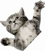 Image result for Flying Cat Meme