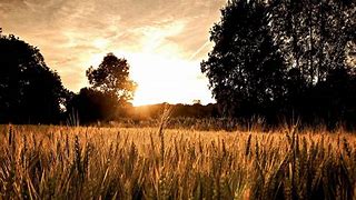 Image result for County Summer Background