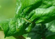 Image result for Leaf Curl On a Cherry Tree
