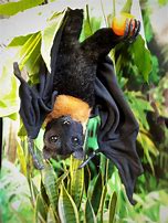 Image result for Toy Bat with Butterfly Wings