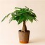 Image result for Care of Money Tree Plant