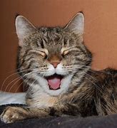 Image result for All Happy Cat Meme