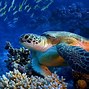 Image result for Maui Hawaii Activities