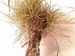 Image result for Tllandsia Ball Moss Decor
