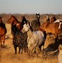 Image result for Horse Farm Ranch