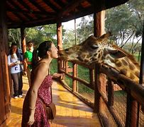 Image result for Giraffe Sanctuary