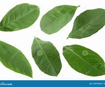 Image result for Fruit Leaf Without Background