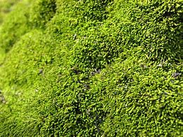 Image result for Rock Moss Green
