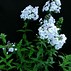Image result for Phlox Rose Bouquet