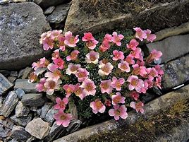 Image result for Saxifraga Red Melba