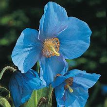 Image result for Meconopsis Lingholm