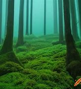 Image result for Rib Cage Covered in Moss