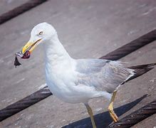 Image result for Seagull Eating