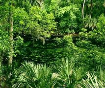 Image result for jungla