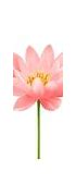 Image result for Animated Lotus Flower