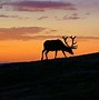 Image result for Dramatic Silhouette