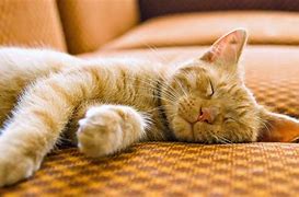 Image result for Cat On Sofawallpaper iPhone