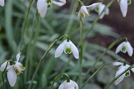 Image result for Galanthus Hippolyta