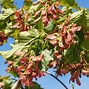 Image result for Flame Maple