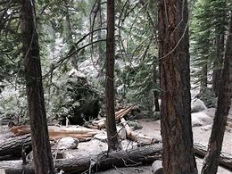 Image result for Earthquake in Forest