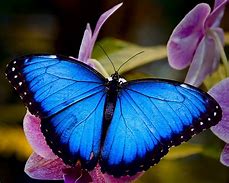 Image result for Real Blue Butterfly