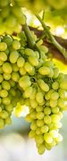 Image result for Table Grapes