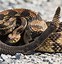 Image result for Venomous Snakes