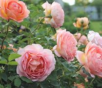 Image result for Rose Flower Plant