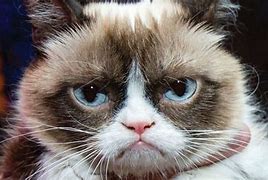 Image result for Grumpy Cat Meme PFP