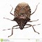 Image result for Stink Bug Clip Art