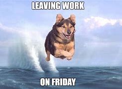 Image result for Friday Memes Funny Work Animals