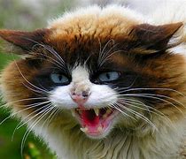 Image result for Scared Angry Cat