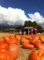 Image result for Pumpkin Patch Farm